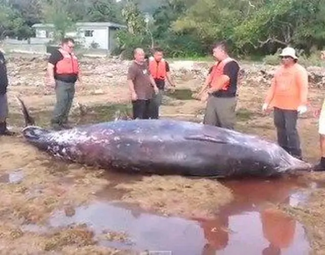 Sonar was being tested when whales were beached